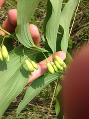 Polygonatum biflorum commutatum