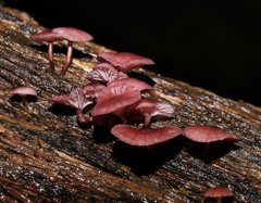 Mycena kurramulla