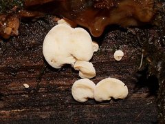 Gloeoporus phlebophorus