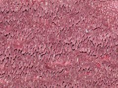 Ceriporia purpurea