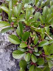 Rhamnus pumila