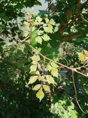 Nekemias arborea