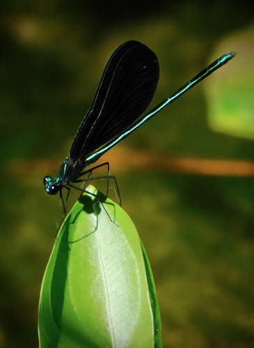 Ebony jewelwing