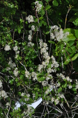 Ceanothus sanguineus