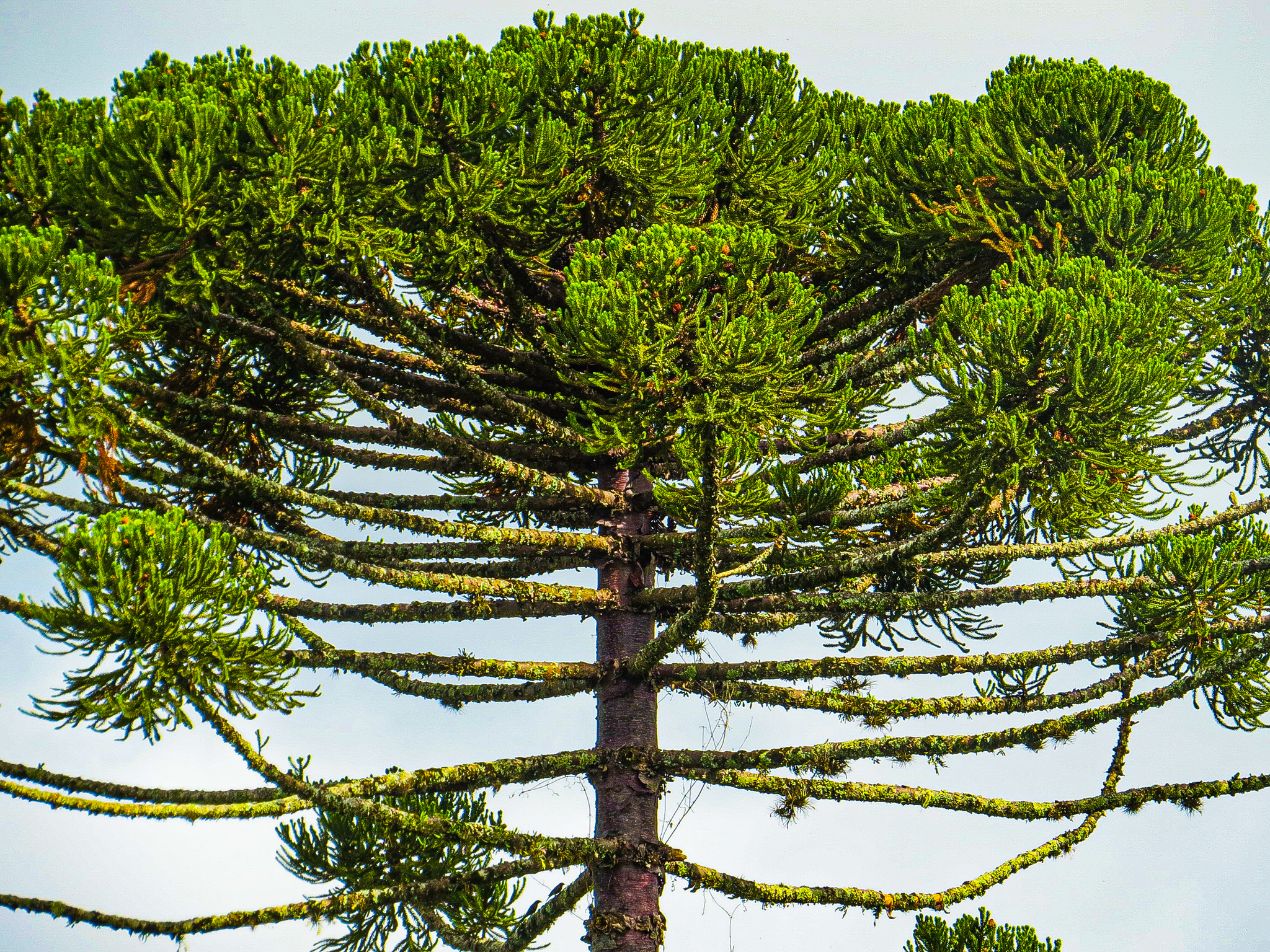 Araucaria angustifolia