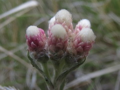 Antennaria rosea rosea