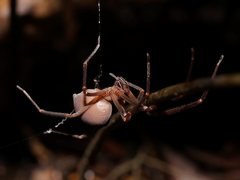 Progradungula otwayensis