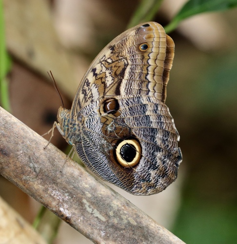 Pale Owl-Butterfly