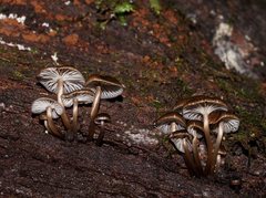 Mycena tuvara