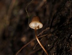 Mycena mamaku