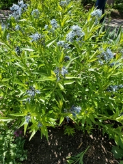 Amsonia orientalis