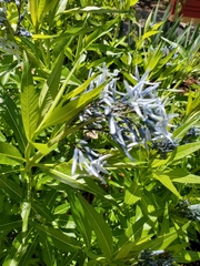 Amsonia orientalis