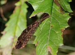 Kempynus millgrovensis