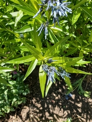 Amsonia orientalis