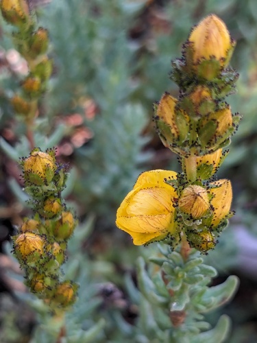 Hypericum confertum (Hypericum confertum)