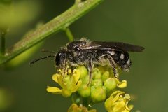Lasioglossum calophyllae