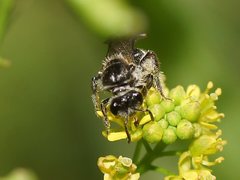 Lasioglossum calophyllae