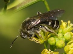 Lasioglossum calophyllae