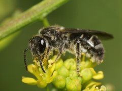 Lasioglossum calophyllae