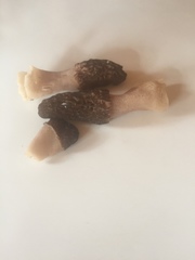 Morchellaceae