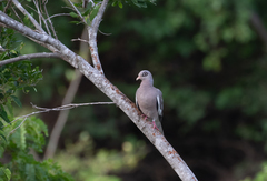 Patagioenas corensis