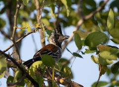 Sakesphorus canadensis