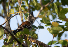 Sakesphorus canadensis