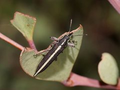 Rhinotia suturalis