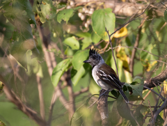 Sakesphorus canadensis
