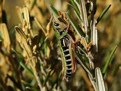 Kosciuscola restrictus