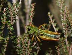 Kosciuscola restrictus