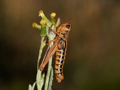 Kosciuscola restrictus