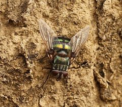 Chrysorutilia