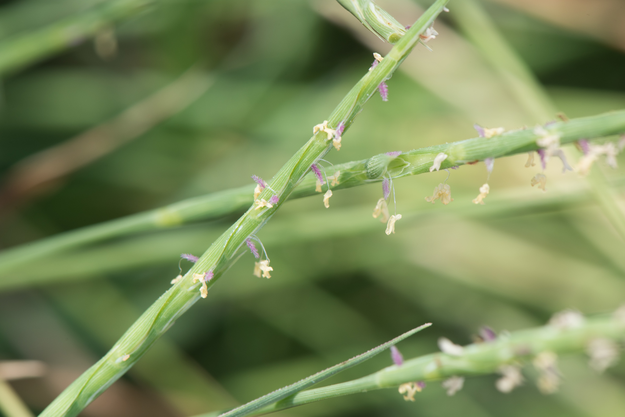 (c) Cheng-Tao Lin, certains droits réservés (CC BY) https://www.inaturalist.org/observations/25747359