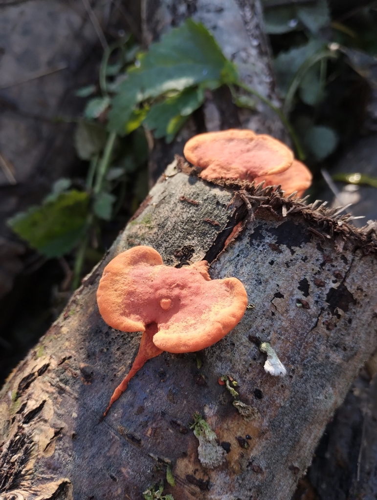 Trametes sanguinea