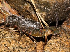 Euastacus claytoni