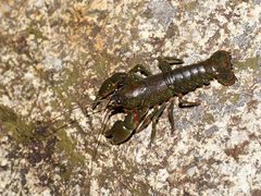 Euastacus claytoni