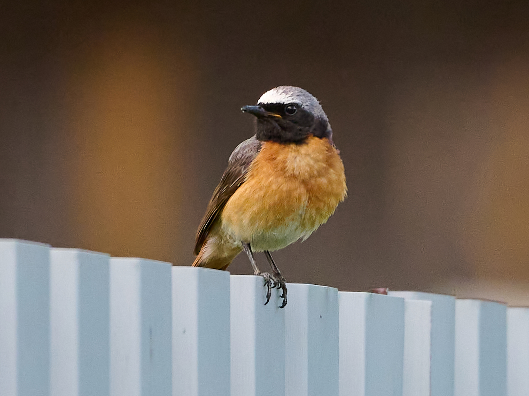 Common Redstart