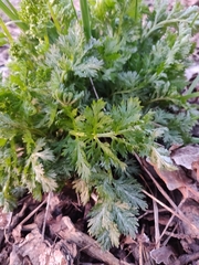 Petroselinum crispum