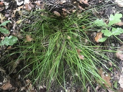 Carex edwardsiana
