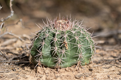 Melocactus curvispinus