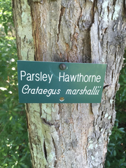 Crataegus marshallii