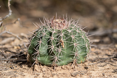 Melocactus curvispinus