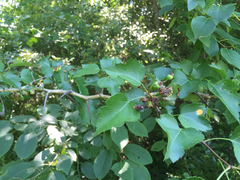 Crataegus marshallii