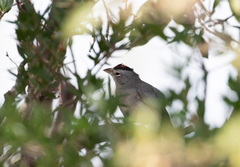 Coryphospingus pileatus