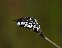 Thyreus caeruleopunctatus