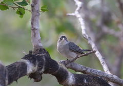 Coryphospingus pileatus
