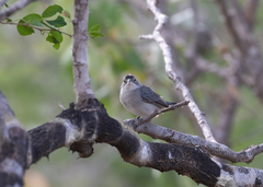 Coryphospingus pileatus