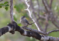 Coryphospingus pileatus