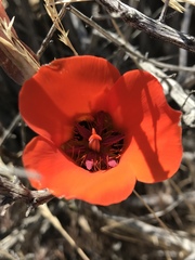 Calochortus kennedyi kennedyi